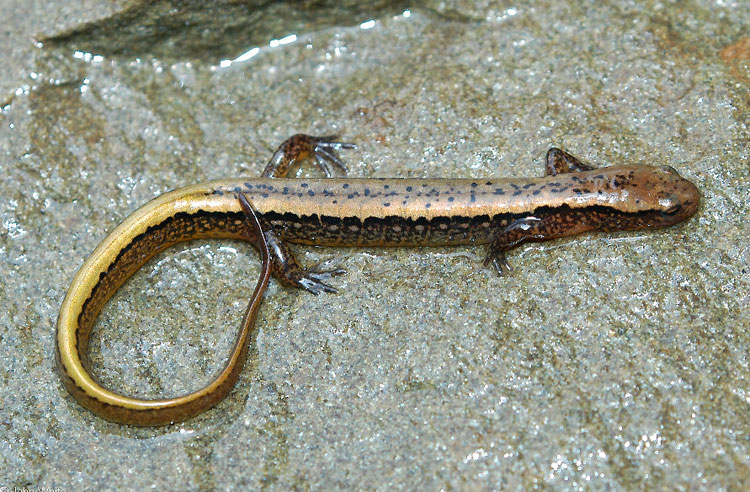 Two-lined Salamander