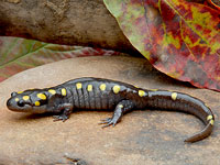 Spotted Salamander