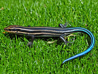 Southeastern Five-lined Skink