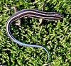 Five-lined skink