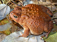 Eastern American Toad