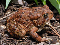 Fowler's Toad