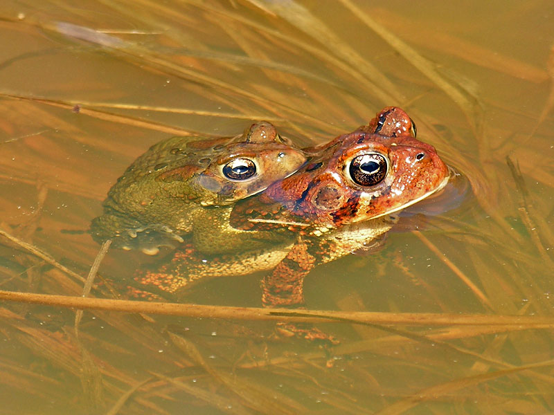 American Toads Mating