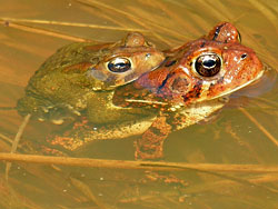 American Toads