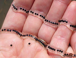 American Toad Eggs