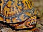 Box Turtle