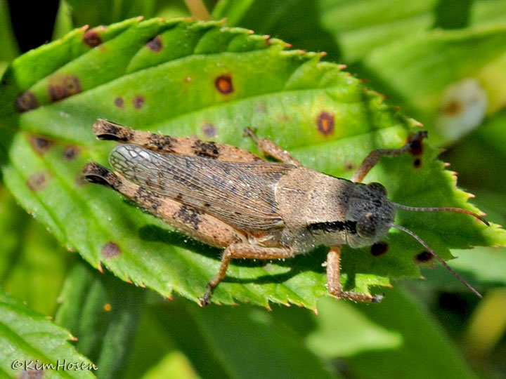 Unidentified Insect