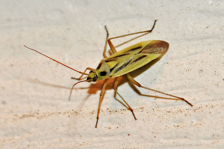 Two-spotted Grass Bug