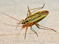 Two-spotted Grass Bug