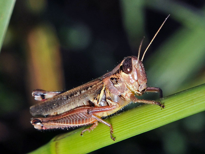 Unidentified Grasshopper