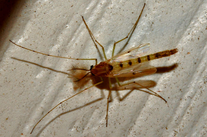 Unidentified Grasshopper