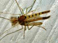 Coelotanypus concinnus