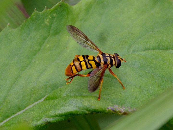 Virginia Flower Fly