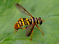 Virginia Flower Fly