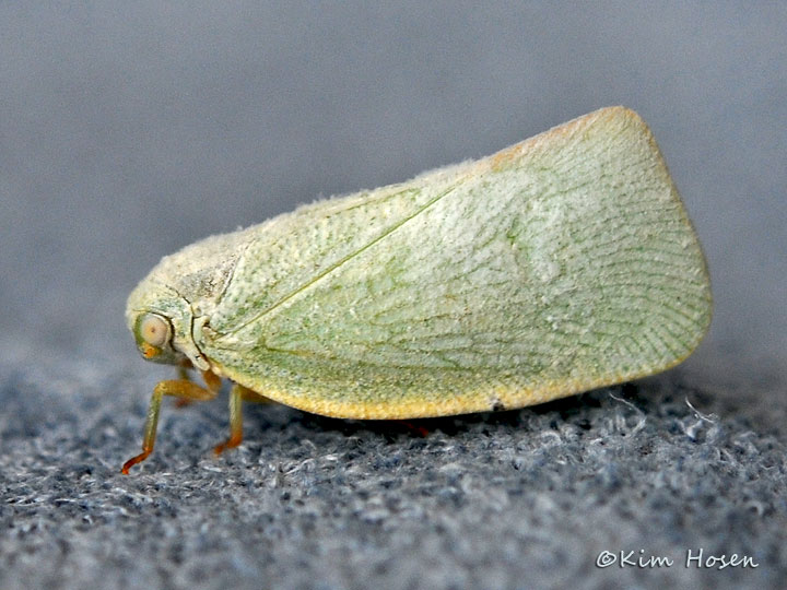 Northern Flatid Planthopper