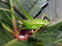Bush Katydid nymph