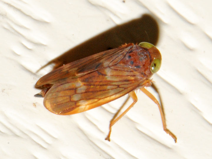 Coelidia olitoria
