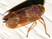 coelidiaolitoria