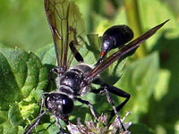 Isodontia sp.