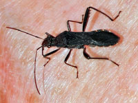 Alydus eurinus
