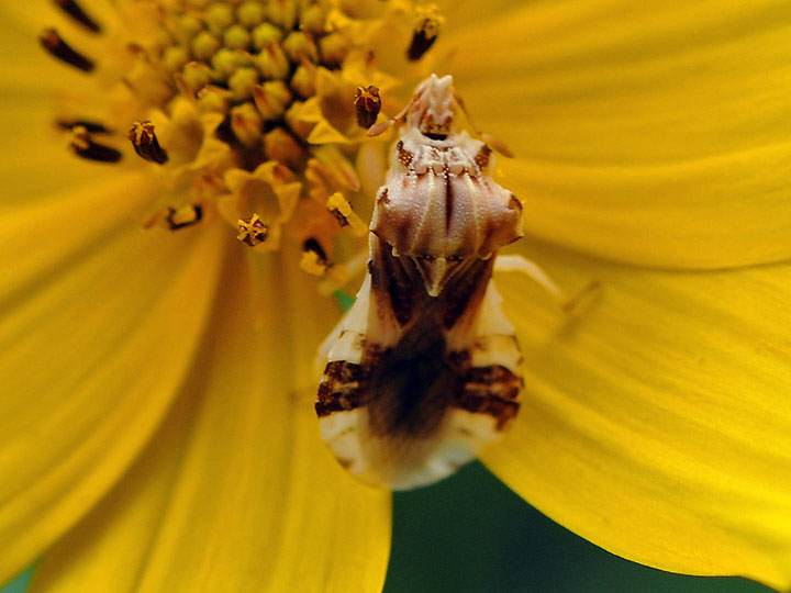 Jagged Ambush Bug