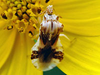 Jagged Ambush Bug