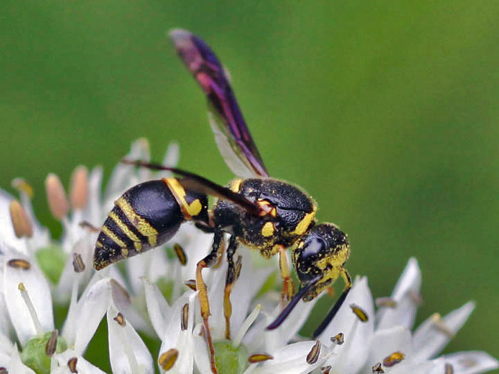 Ancistrocerus antilope