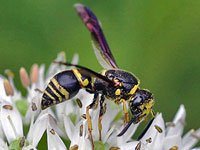 Ancistrocerus antilope