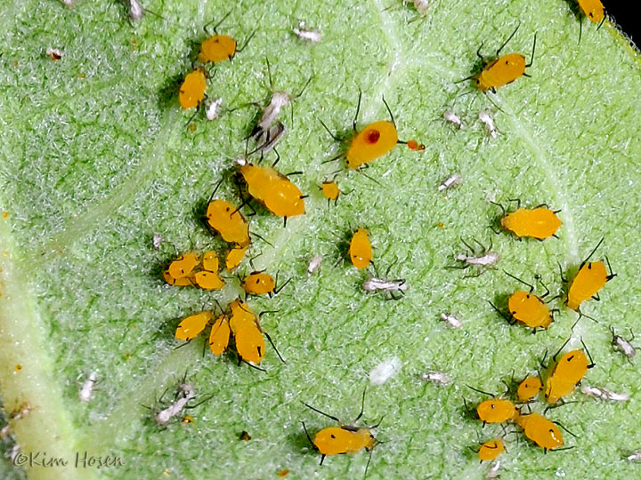 Oleander Aphids on Milkweed Leaf