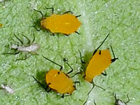 Oleander Aphid