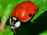 Asian Lady Bird Beetle