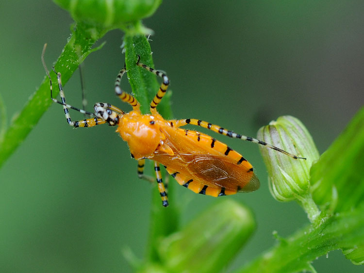 Orange Assassin Bug