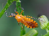 Oange Assassin Bug