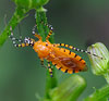 Orange Assassin Bug