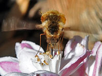 Bee Fly