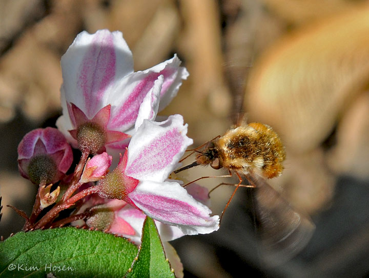 Bee Fly