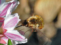 Bee Fly