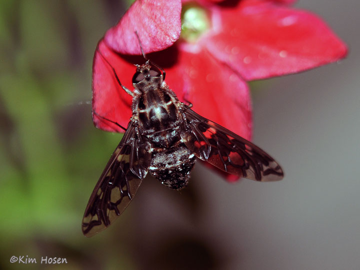 Tiger Bee Fly