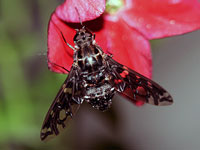 Tiger Bee Fly