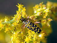 Locust Borer