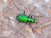 Six-spotted Tiger Beetle