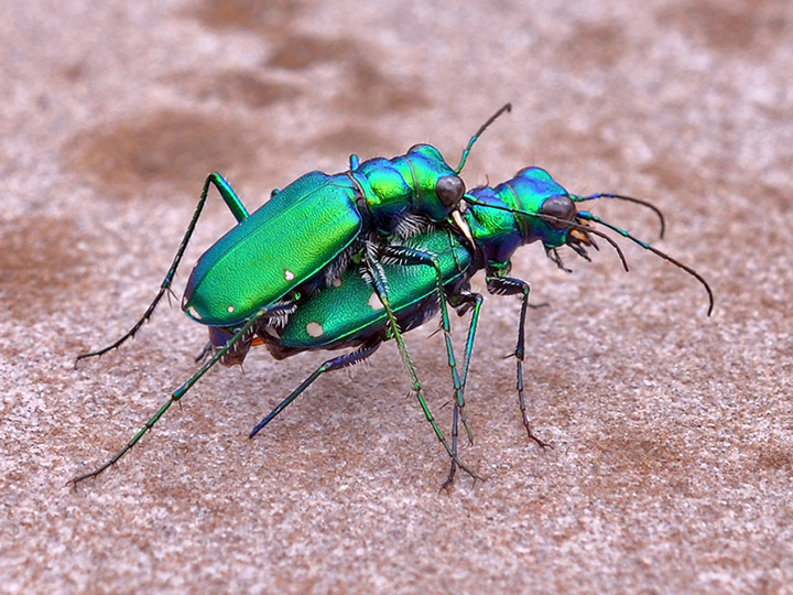 Six-spotted Tiger Beetle