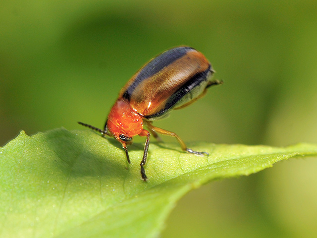 Clay-colored Leaf Beetle