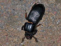 Bess Bug