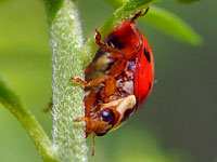 Asian Lady Beetle