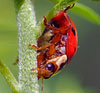 Ladybird Beetle