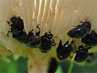 Pleasing Fungus Beetle