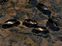 Whirlagig Beetle