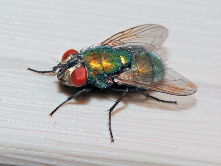 Common Green Bottle Fly