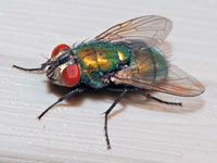 Common Green Bottle Fly